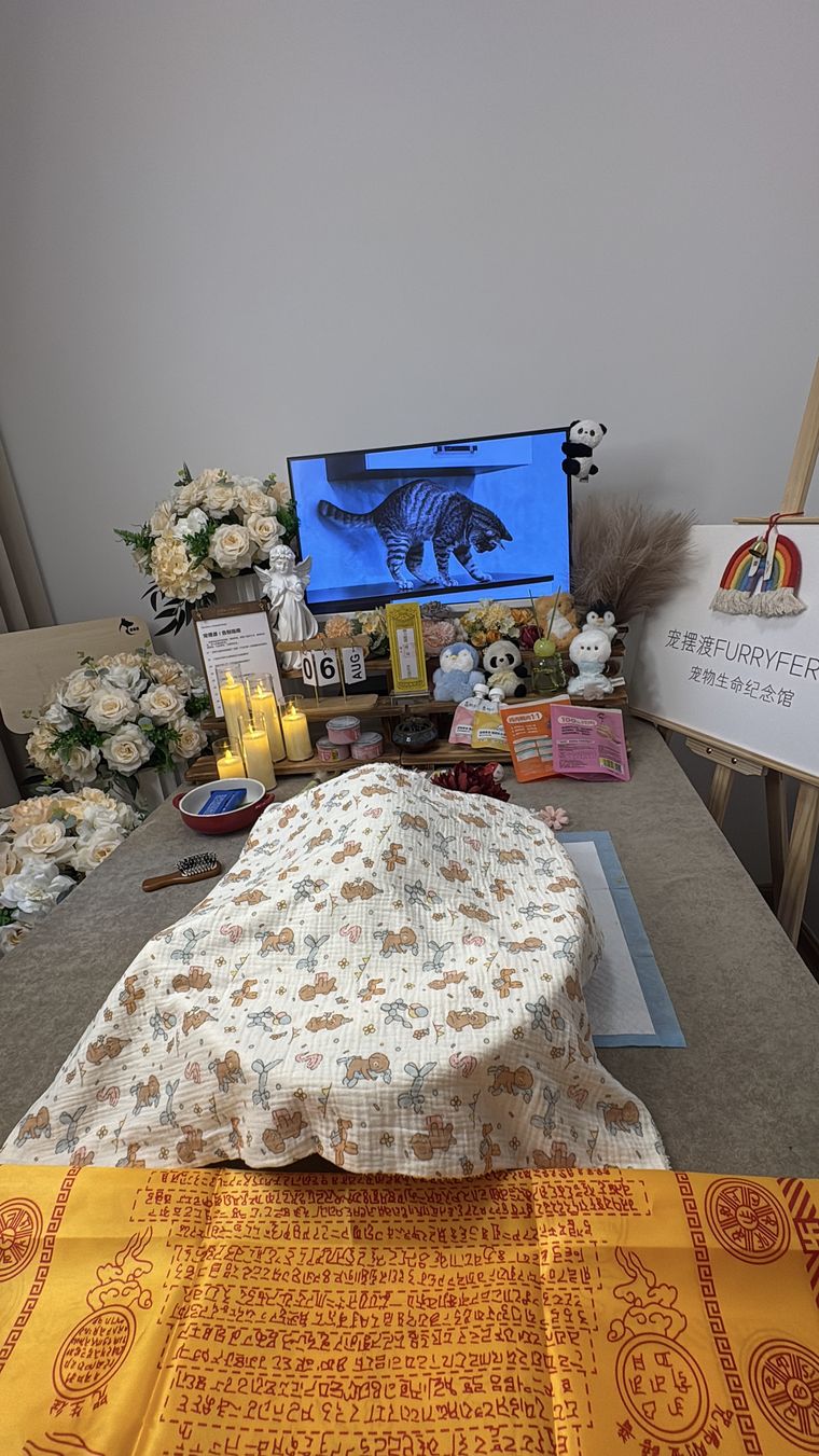 肇庆老年宠物临终前，主人最该做的五个准备